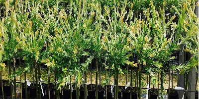 Klatrende piletræer